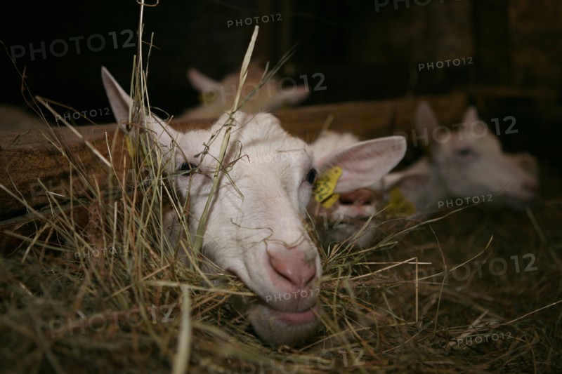 Chevre mangeant du foin