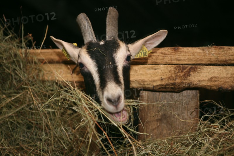 Chevre mangeant du foin