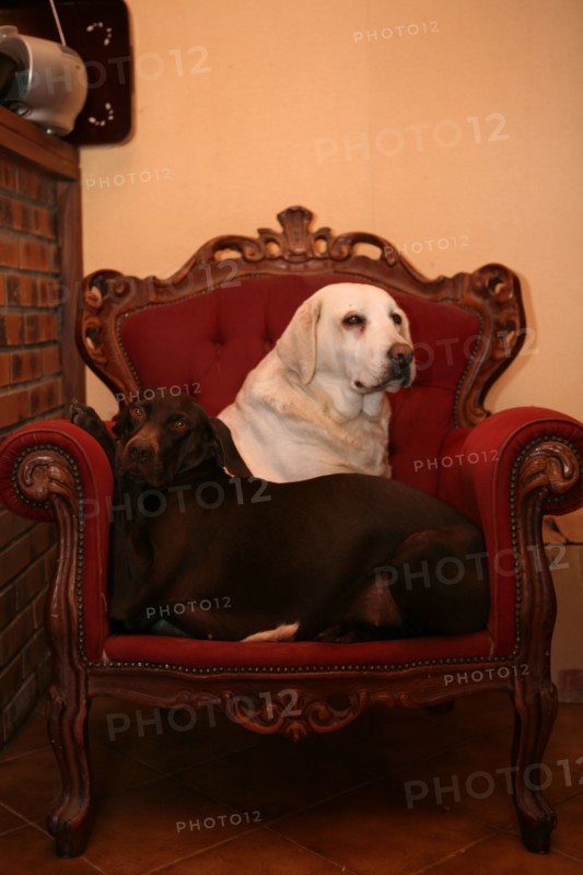 Dogs