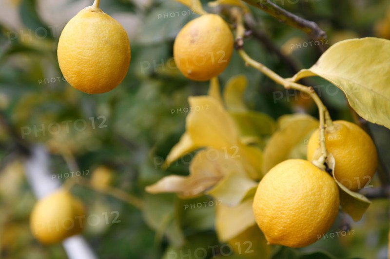 Citrons