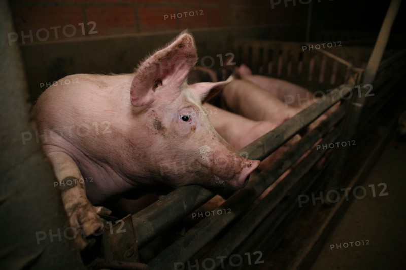 Cochon