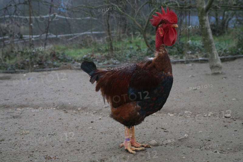 Rooster