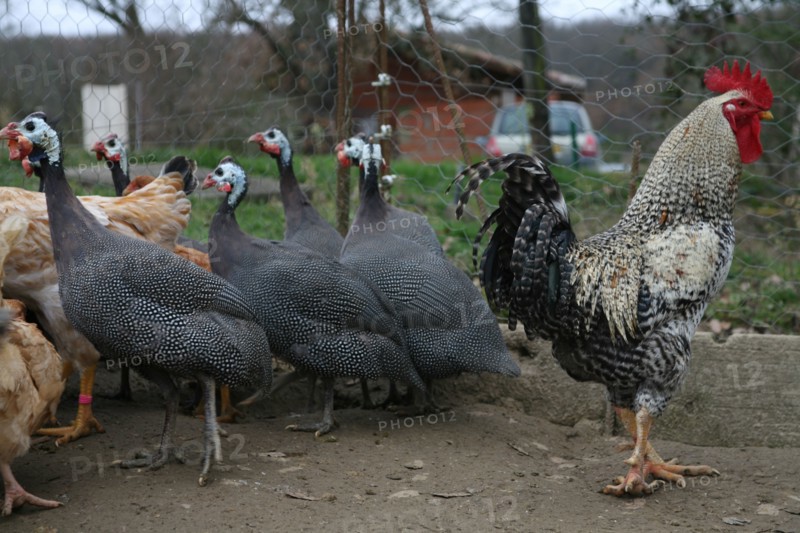 Roosters and Guinea fowls