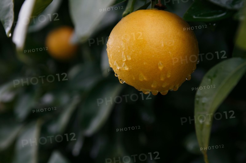 Pomelo