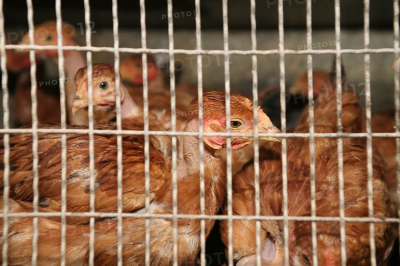 Hens  in cage