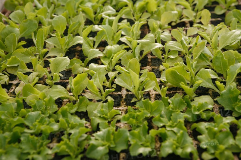 Lettuces