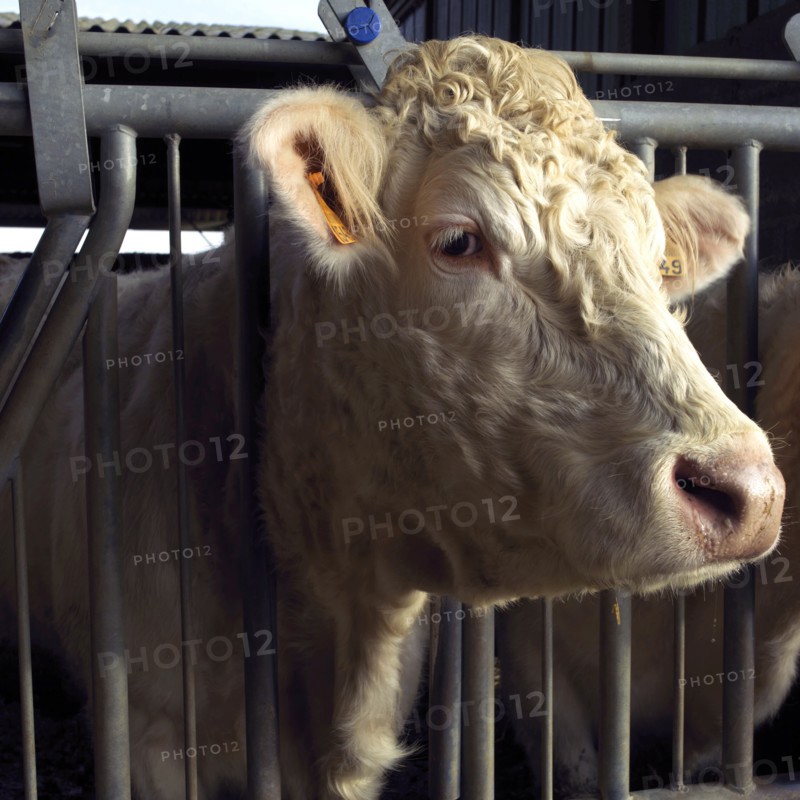 Tête de vache