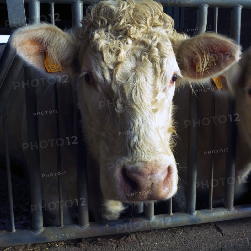 Tête de vache