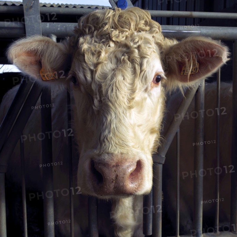 Tête de vache
