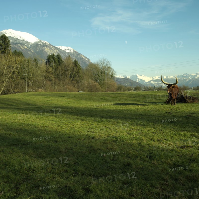 Vache dans un pre