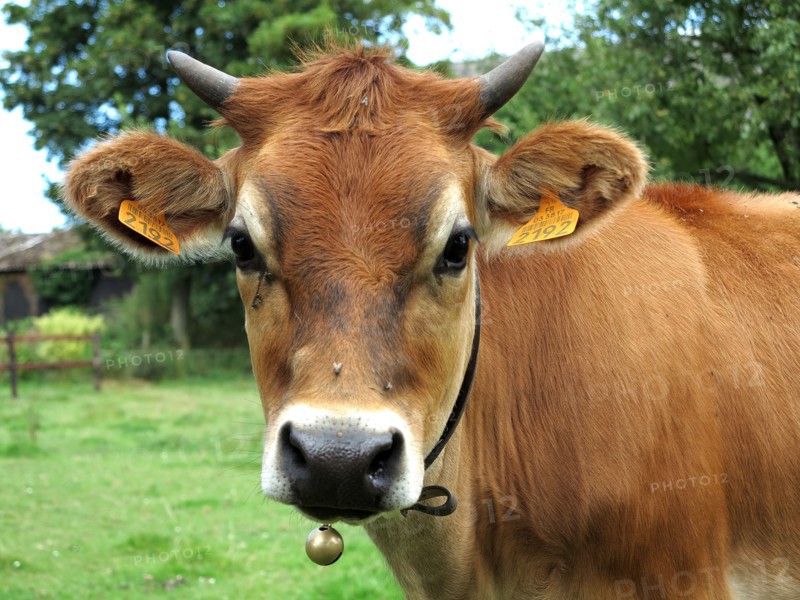 Vache broutant dans un champ en hiver
