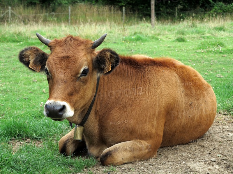 Vache broutant dans un champ en hiver