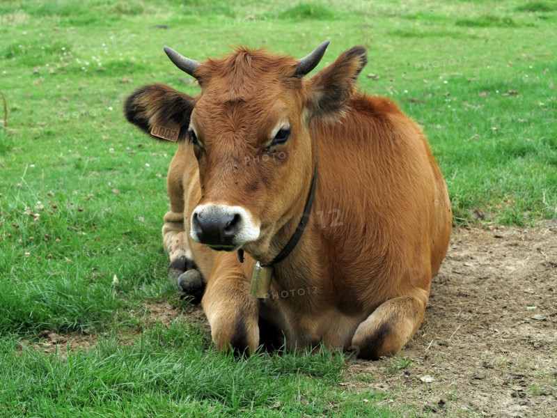 Vache broutant dans un champ en hiver
