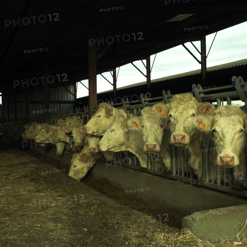 Mangeoir de vaches