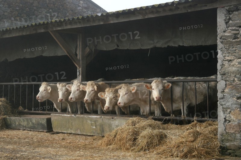 Mangeoir de vaches