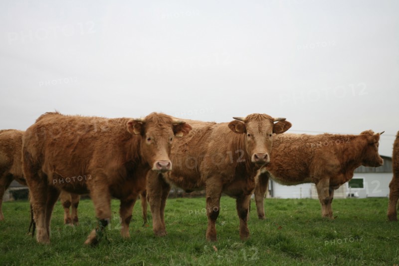 Vaches de Salers