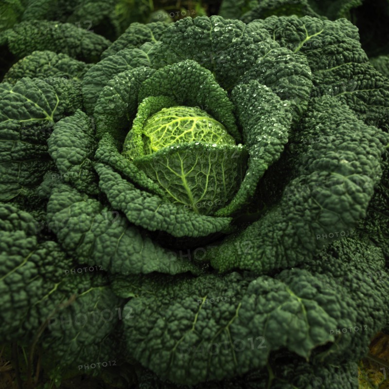 Planted cabbage