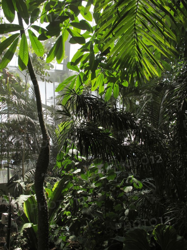 Serre du Jardin des Plantes