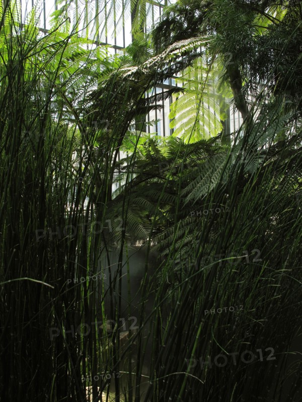 Greenhouse at the Jardin des Plantes