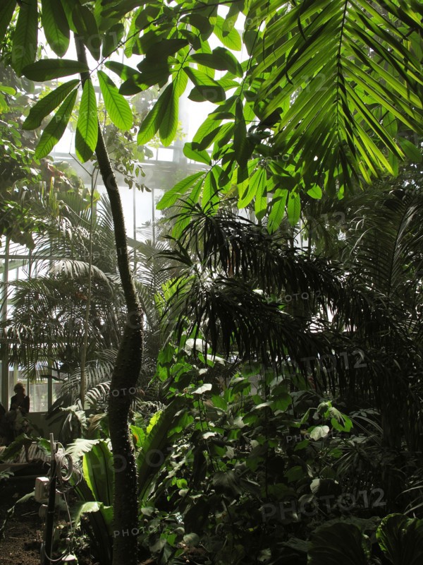 Serre du Jardin des Plantes