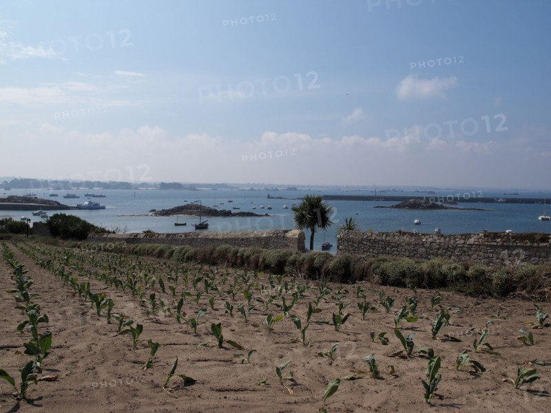Island de Batz, landscape