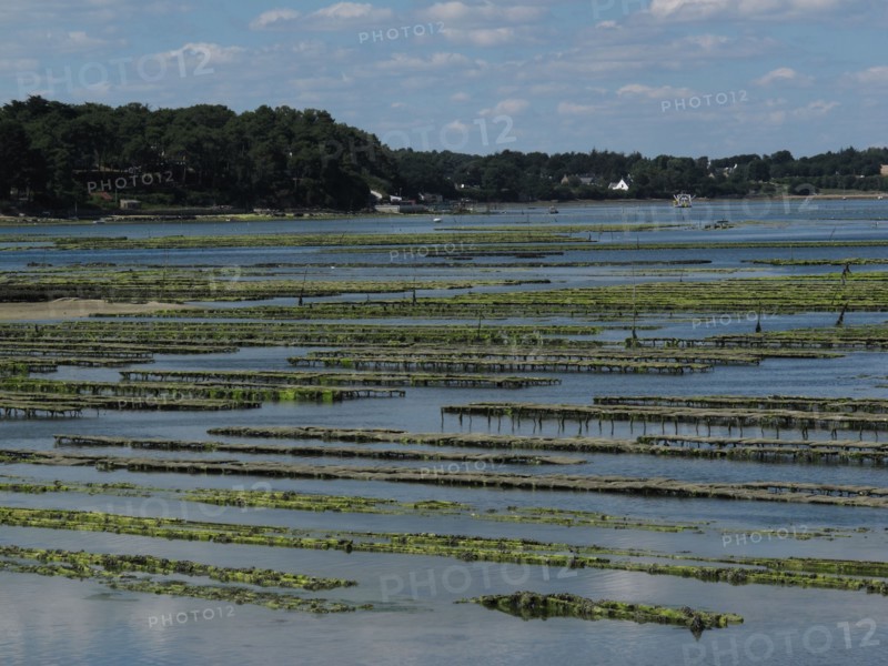 Parc a huitres dans la baie de Larmor Baden