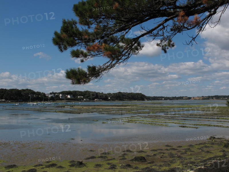 Oyster beds in the Baie de Larmor Baden