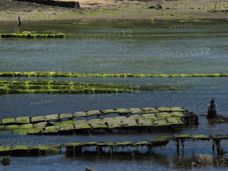 Parc a huitres dans la baie de Larmor Baden