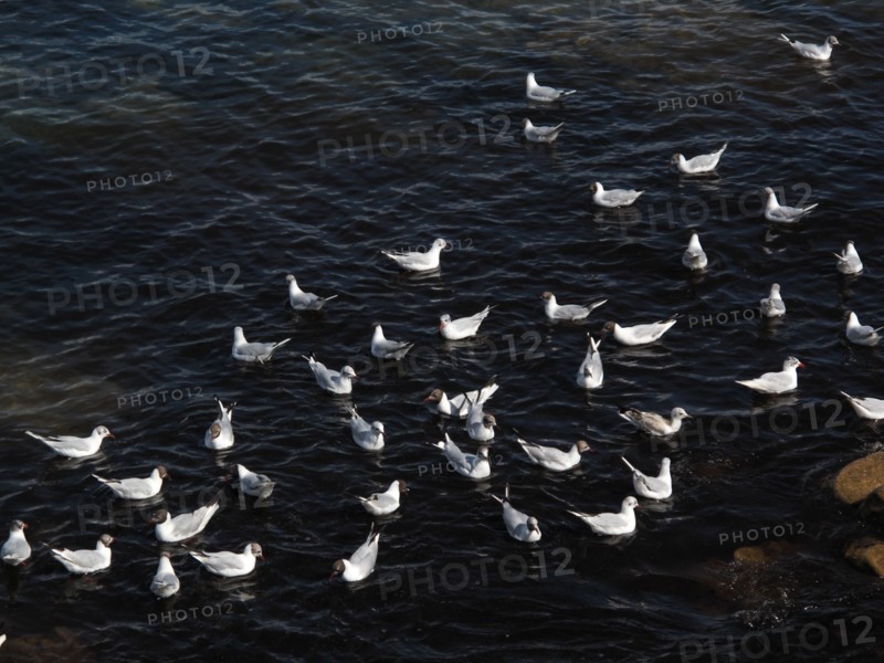 Terns near La Trinite-sur-Mer