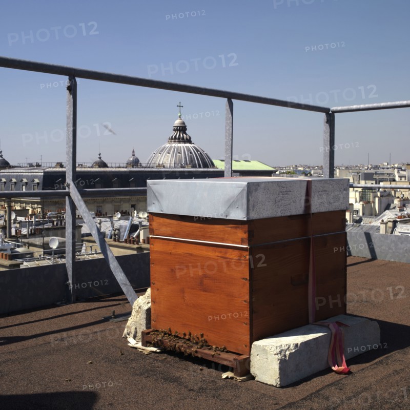 Ruche sur le toit de l'Hotel Westin a Paris