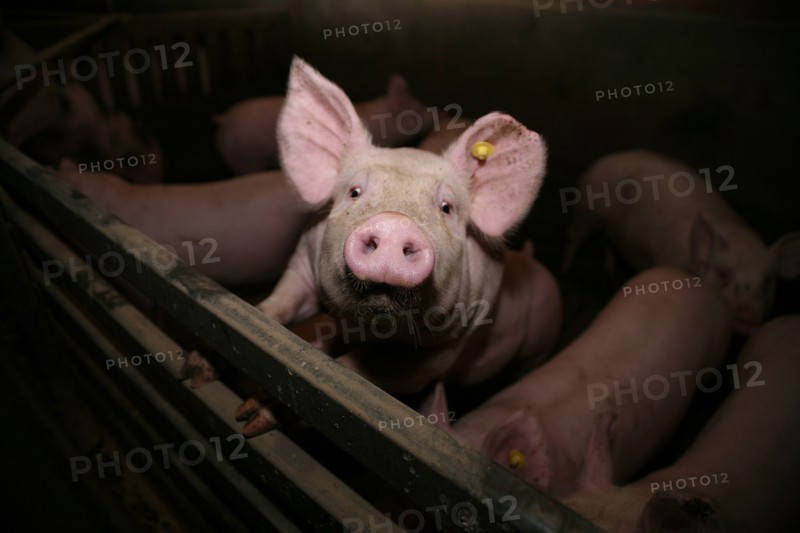 Cochons dans une etable