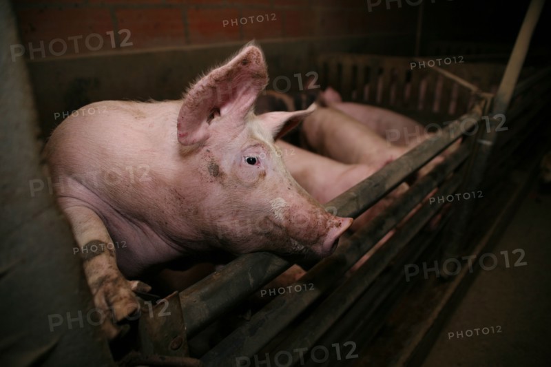 Pigs in a barn