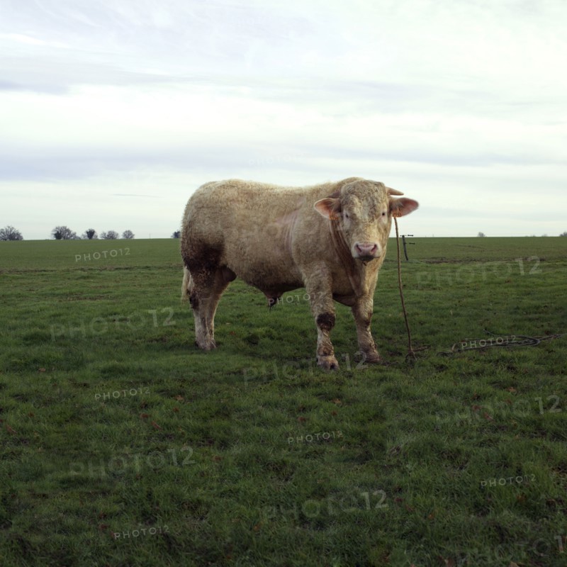 Taureau dans un pre
