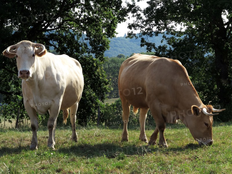 Cows in pasture