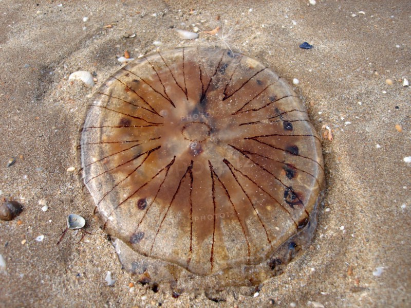 Meduse echouee sur la plage