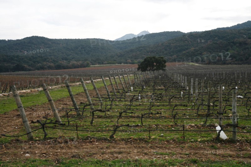 Vignobles à Argeles-sur-Mer