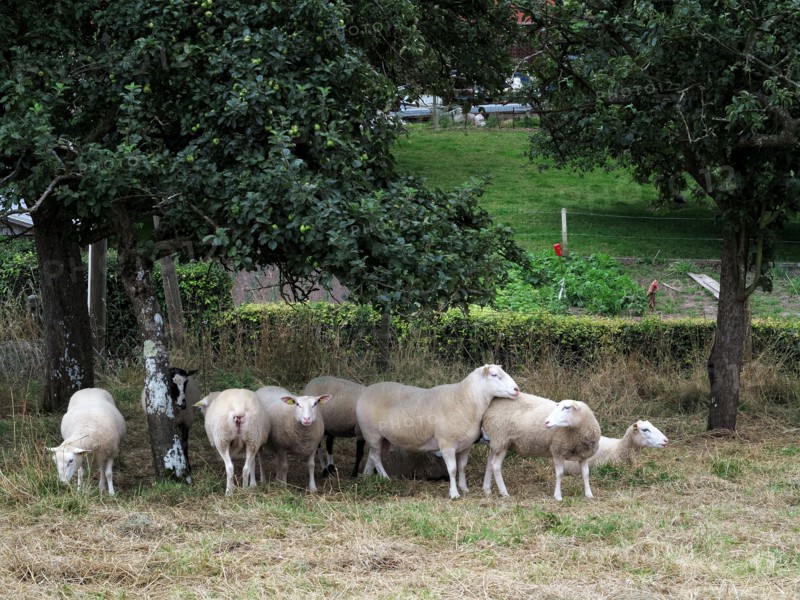 Moutons de Carnac