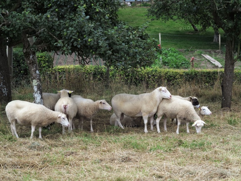 Alignements du Menec à Carnac