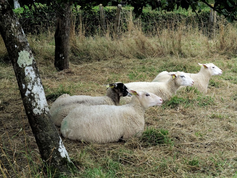 Alignements du Menec à Carnac