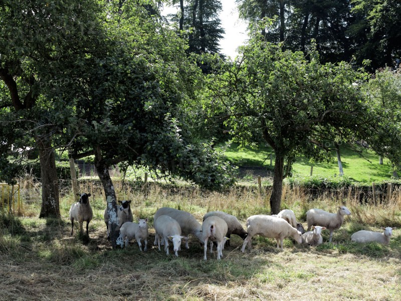 Alignements du Menec à Carnac