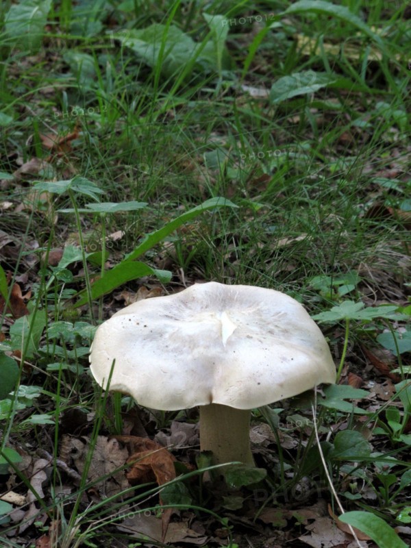 Champignon