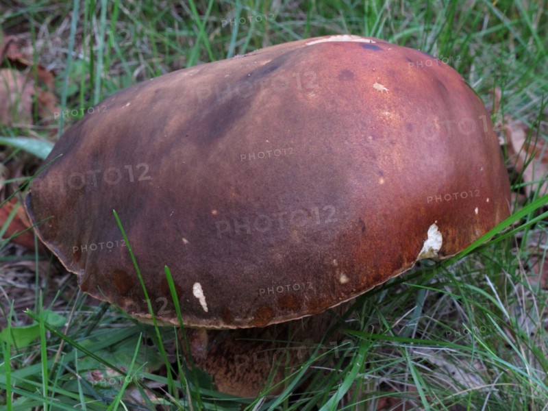 Champignon