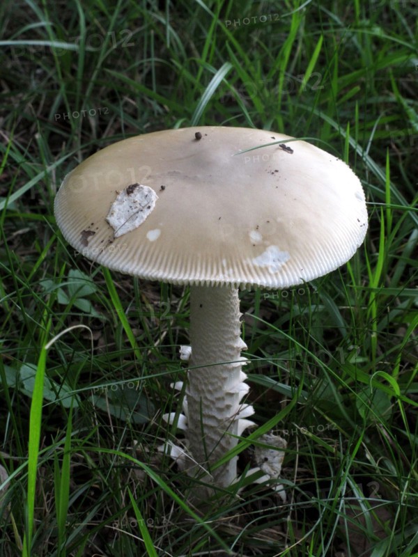 Champignon
