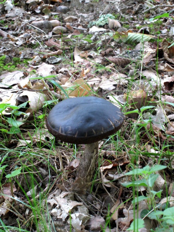Mushroom