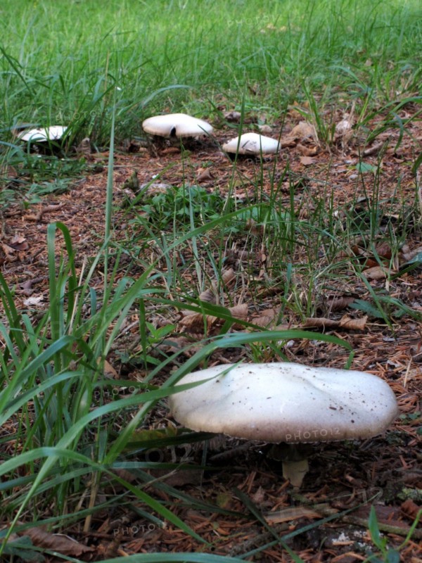 Champignon