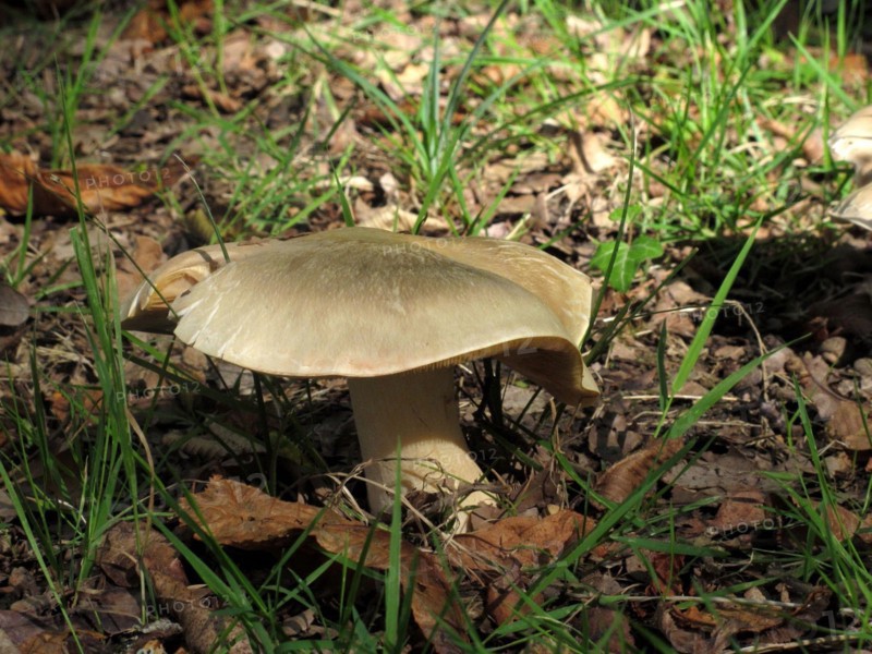 Mushroom