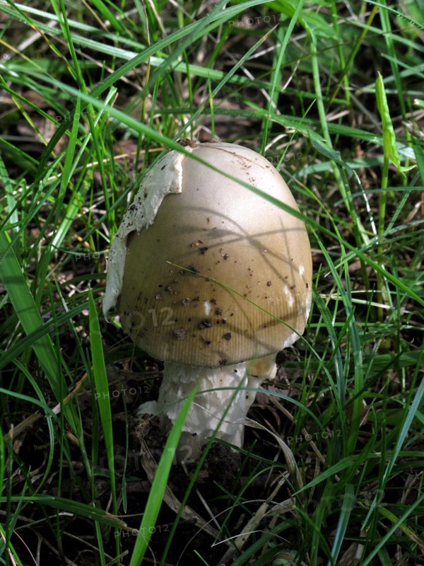 Champignon