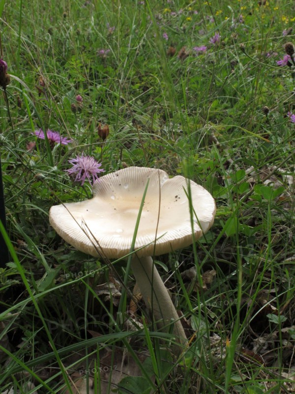 Mushroom