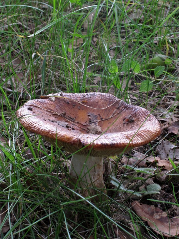 Champignon