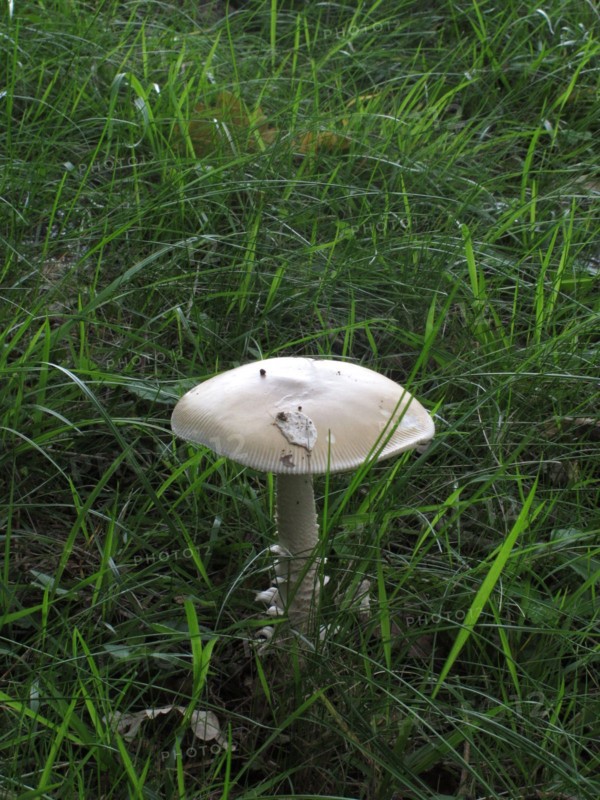 Champignon